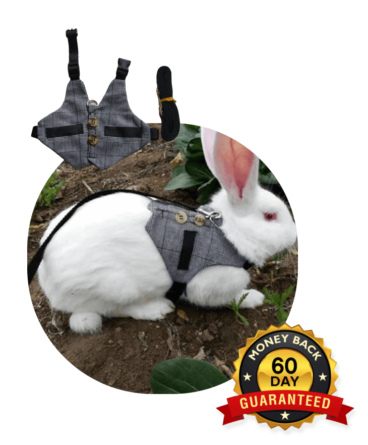 Rabbit Harness