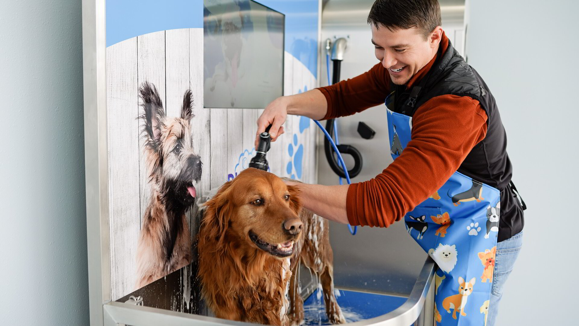 Diamond Waves and Wags Dog Wash