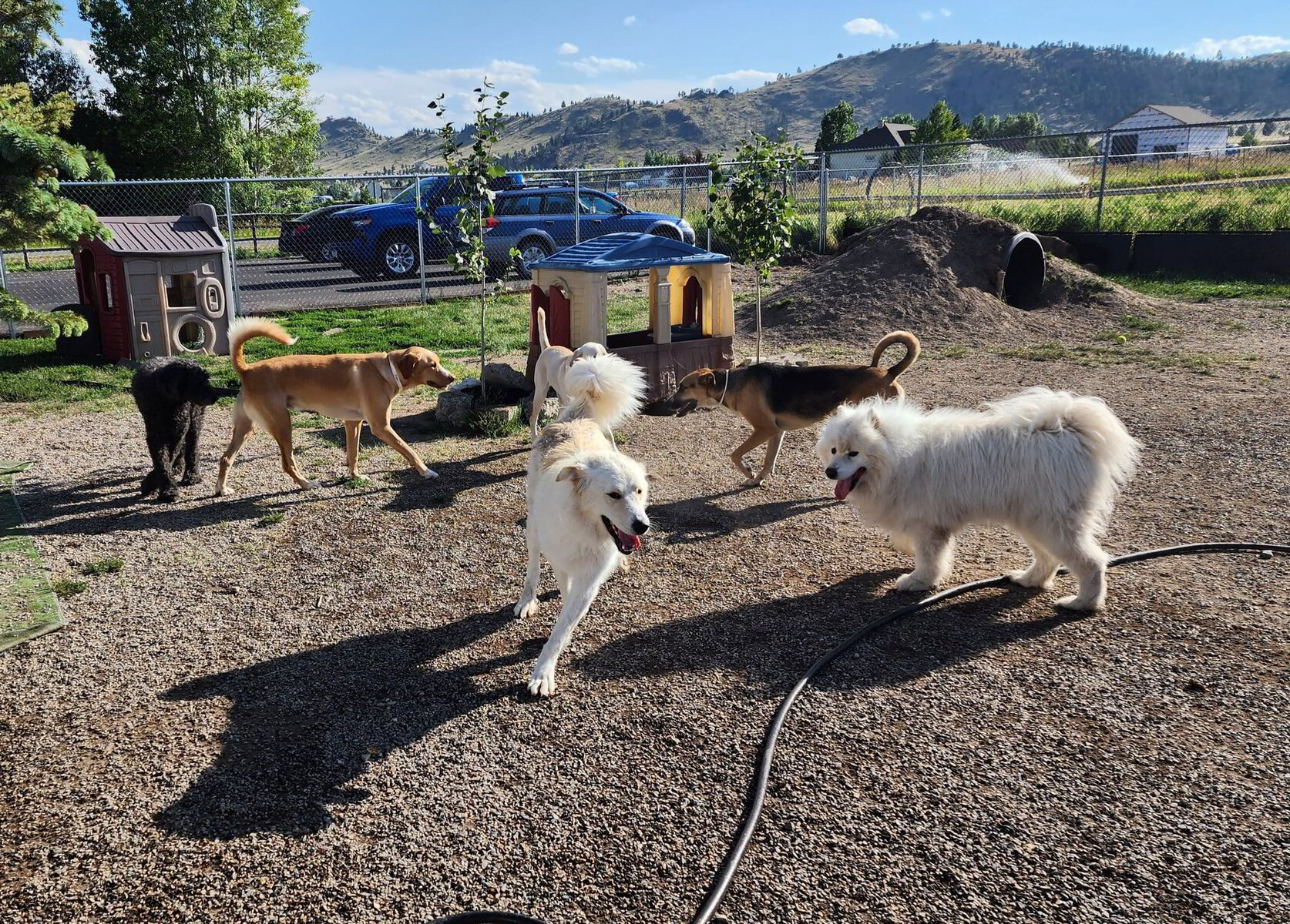 Playtime 2024 pet resort