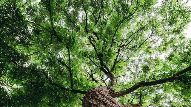 Trees Ecosia
