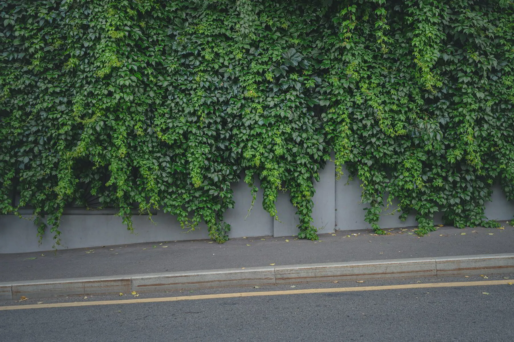 A Comprehensive Guide to Concrete Sidewalks: Design, Materials, and Maintenance Tips