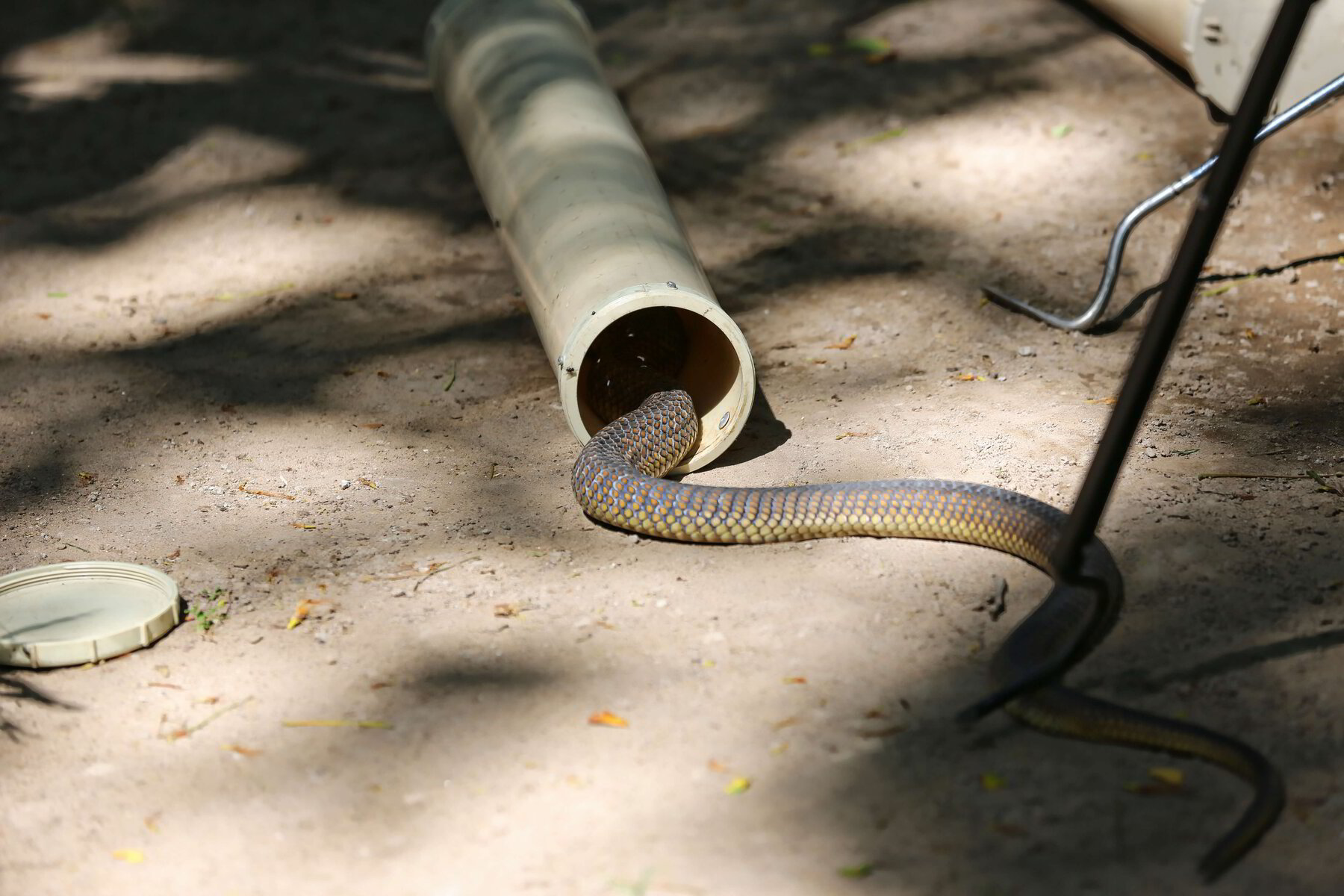 Killing Snakes in the Workplace Solution or Criminal Offence?