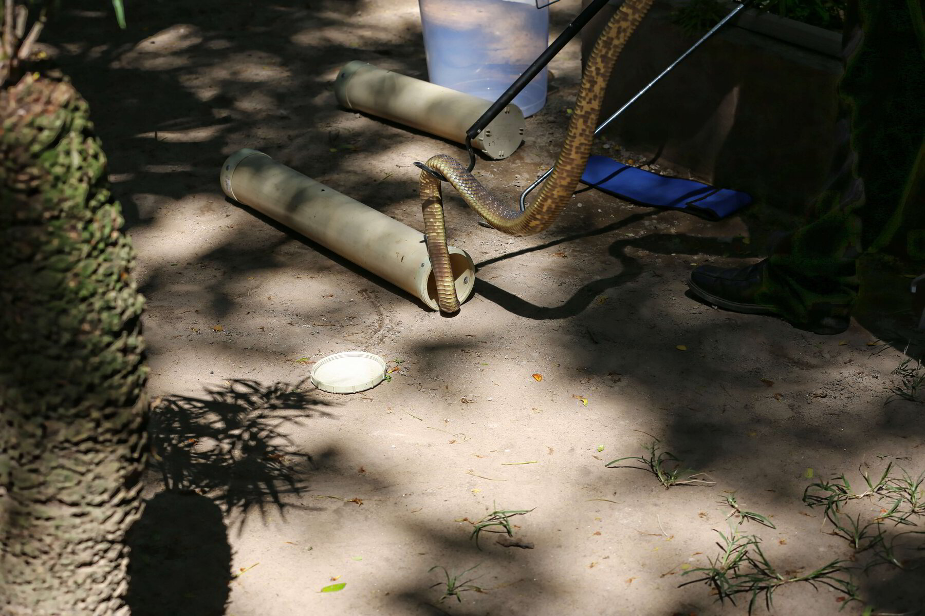 What does a Snake Handling and Snake Awareness Course Entail?