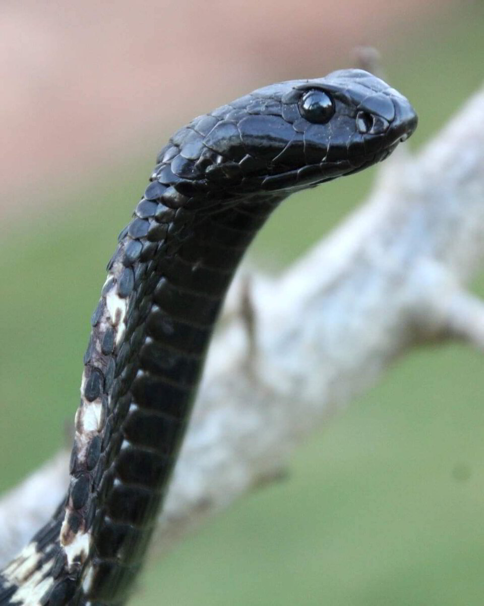 What Is Snake Antivenom And How Is It Produced?