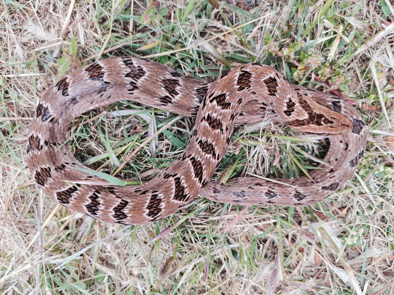 What To Do When Bitten By A Snake In The Vaal Triangle