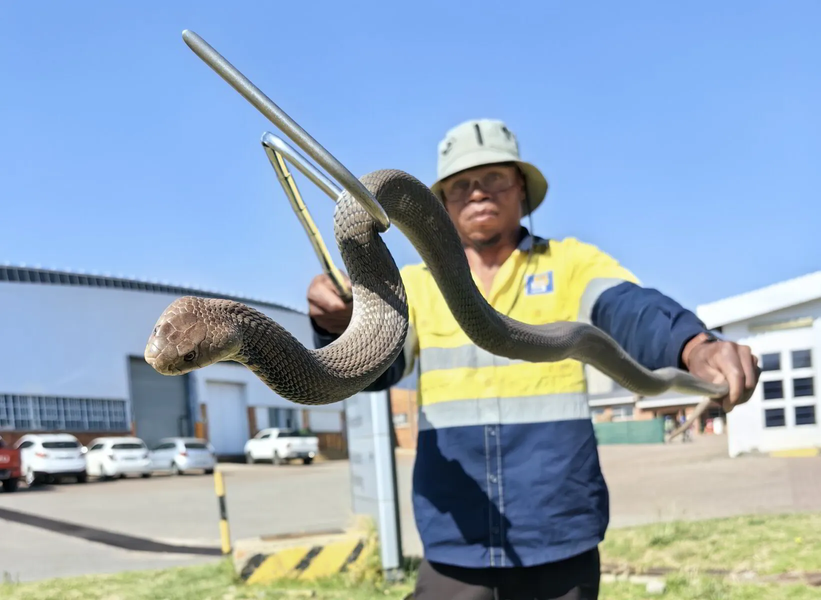 Worker Snake WHY MANY COMPANIES NEED TO CONSIDER AN ACCREDITED SNAKE SAFETY COURSE