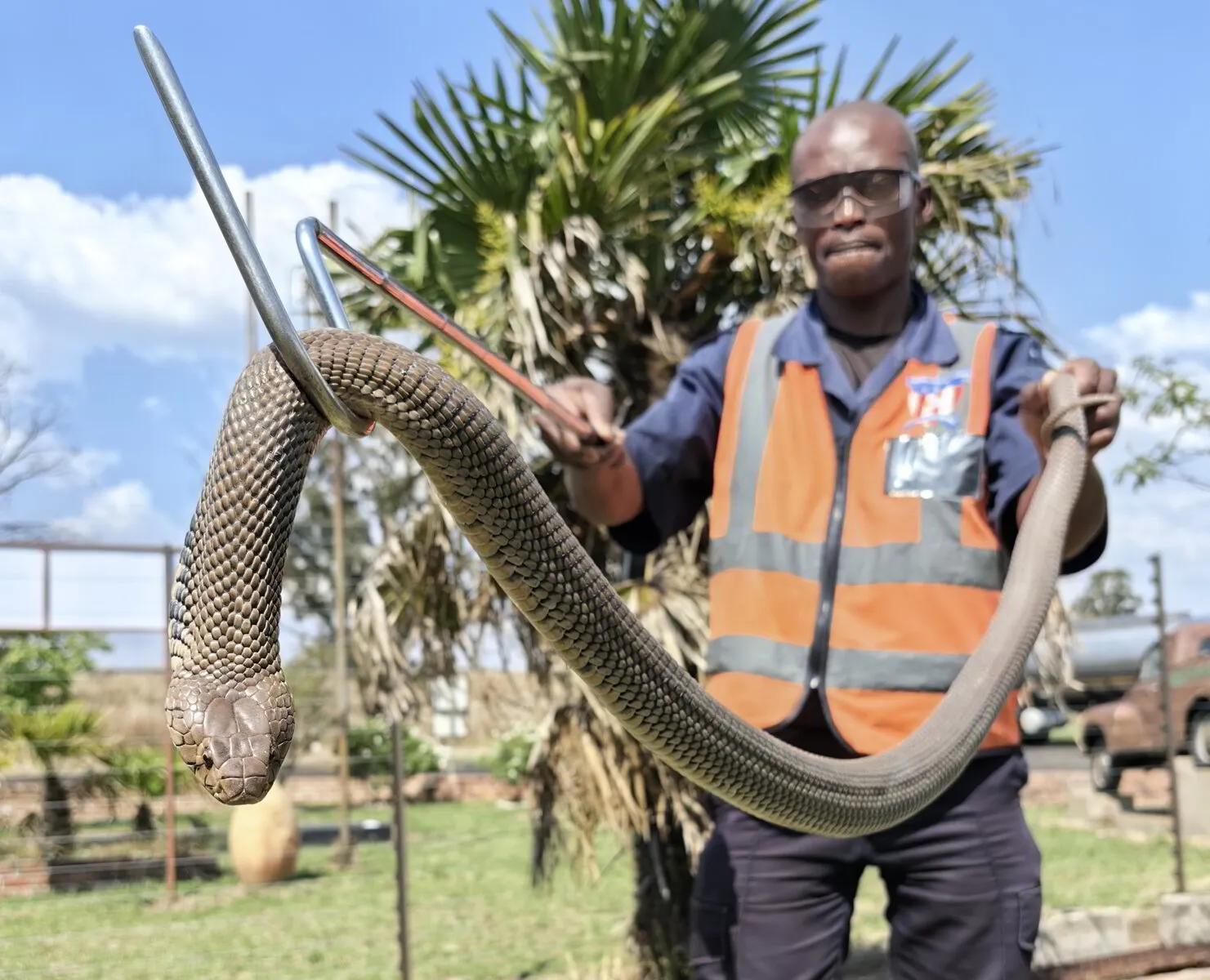 WHY MANY COMPANIES NEED TO CONSIDER AN ACCREDITED SNAKE SAFETY COURSE