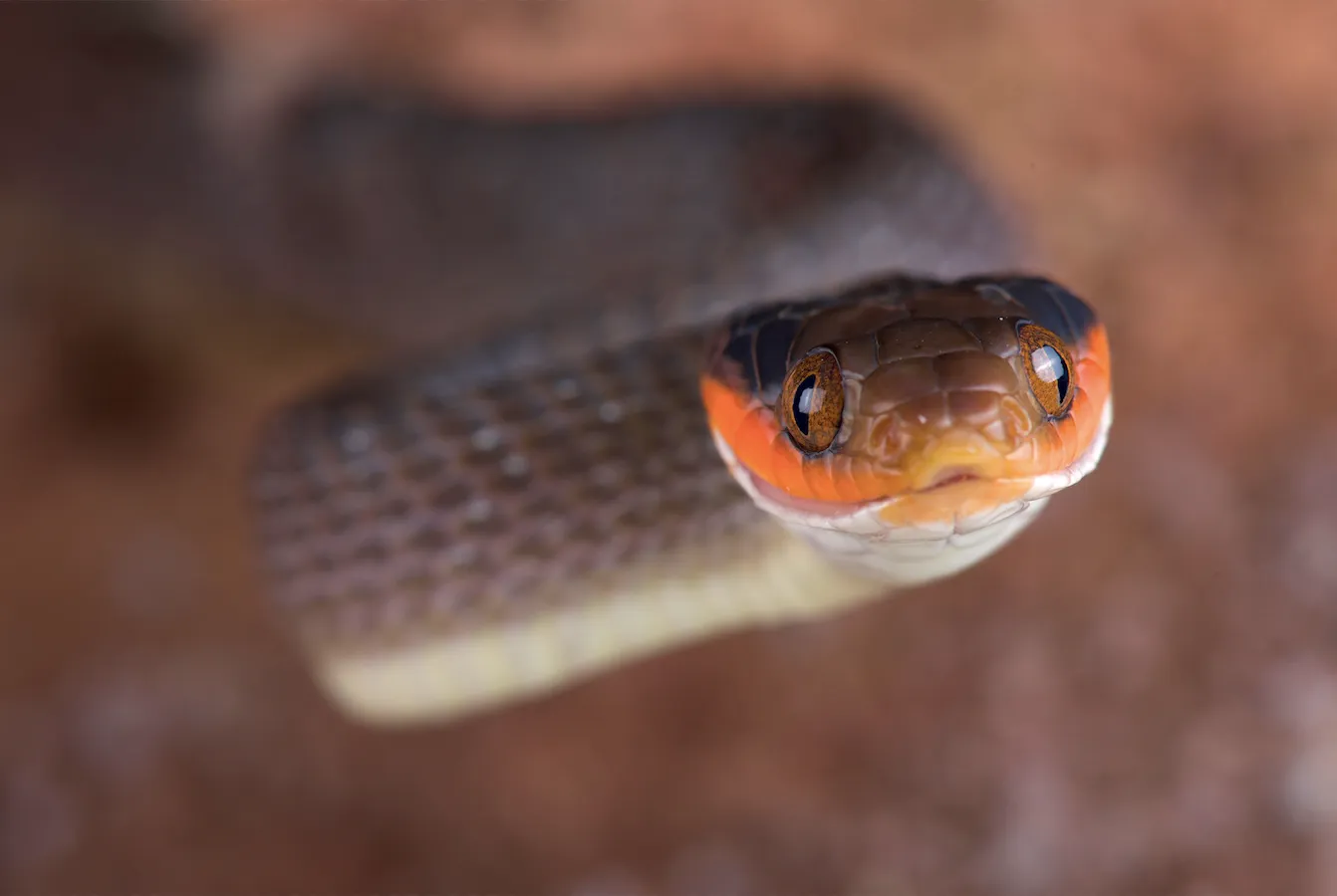 Worker Snake EASTERN CAPE: SAFEGUARDING AGRICULTURAL WORKERS FROM SNAKE ENCOUNTERS
