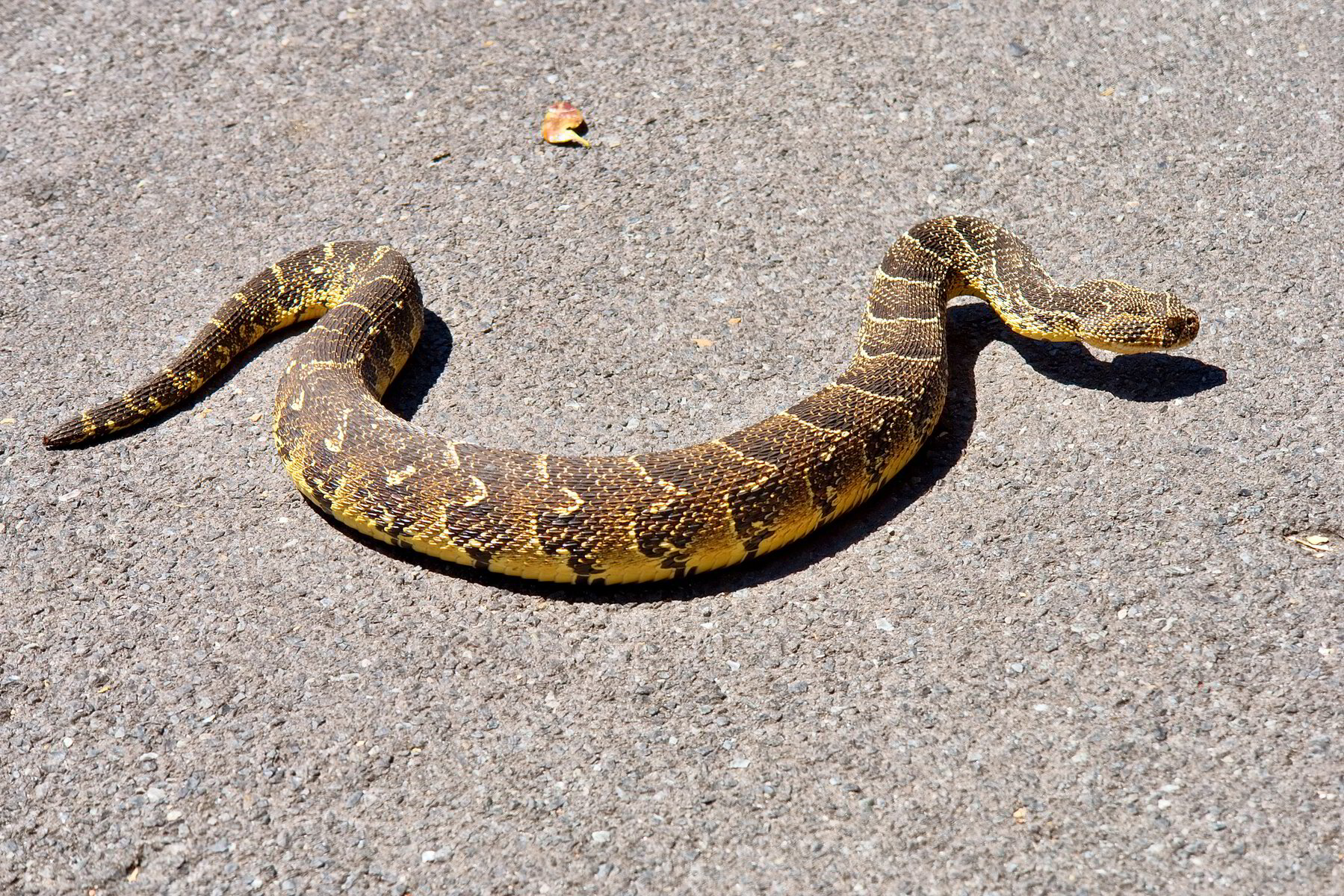 SNAKES OF MIDDELBURG: A SPRING SNAKE AWARENESS GUIDE FOR FAMILIES ...