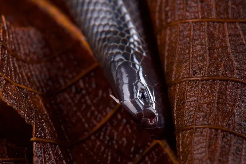 SNAKE IDENTIFICATION TECHNIQUES FOR SAFE OUTDOOR ACTIVITIES IN SAUDI ARABIA