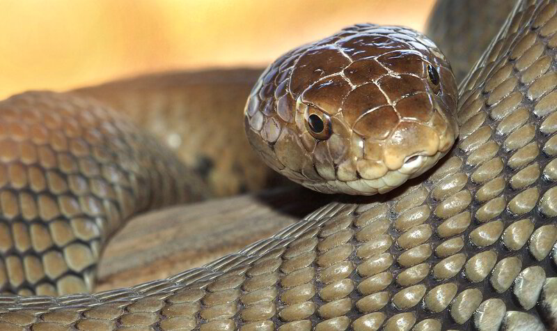 LIMPOPO SNAKE SAFETY IN MINING AND GAME FARMING OPERATIONS