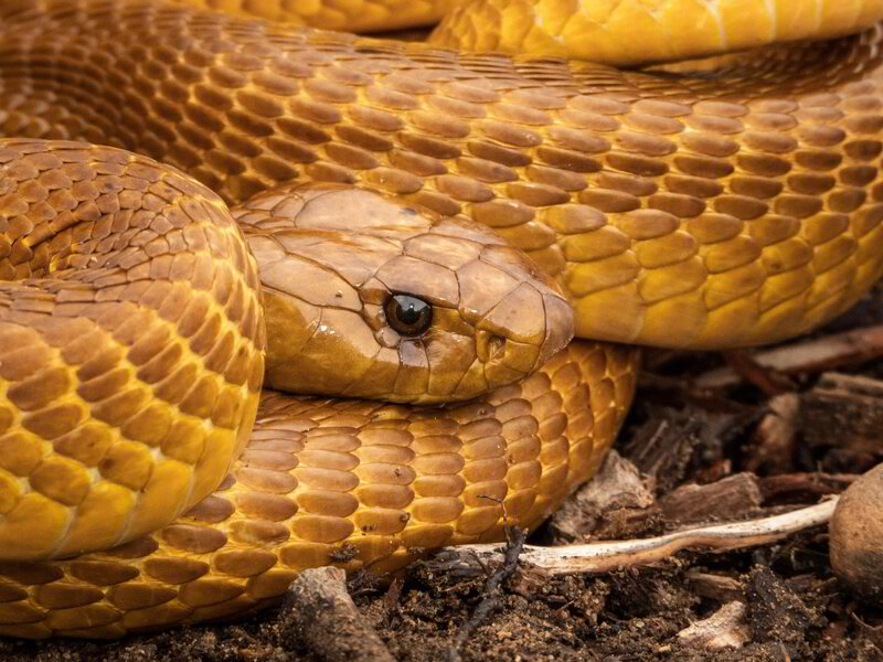 SNAKE IDENTIFICATION: HOW TO SPOT VENOMOUS SNAKES IN YOUR WORKPLACE