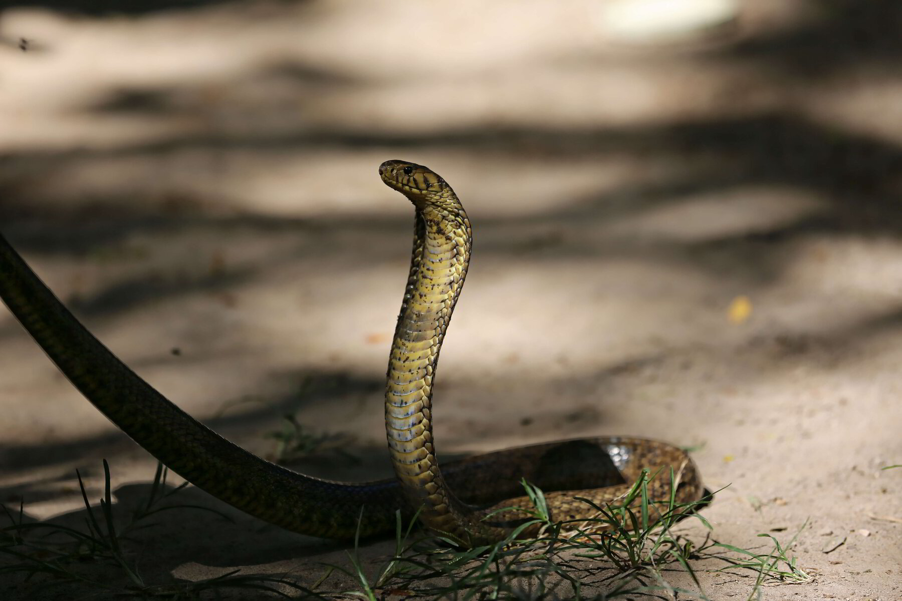 Snake Training And Safety Compliance In The Workplace