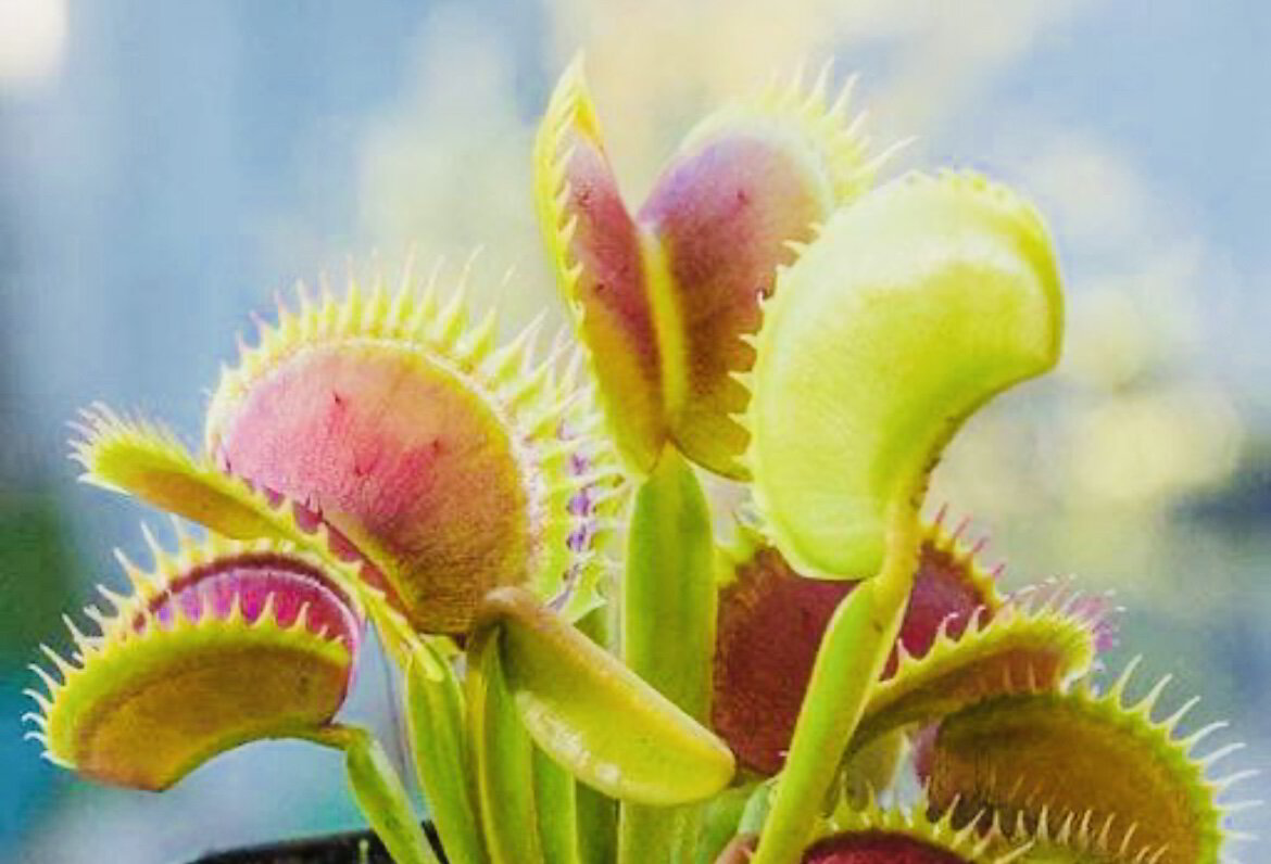 Bladder + Stomach = Venus Fly Trap What does this mean?
