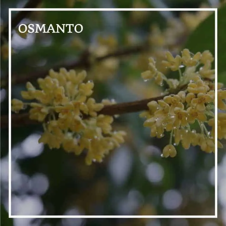Osmanto : profumo e poesia
