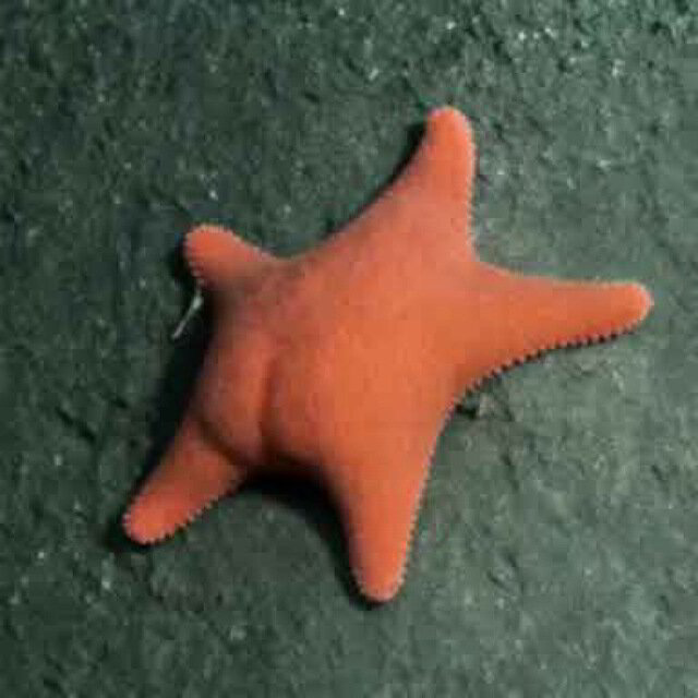 starbuttsolana.com favicon