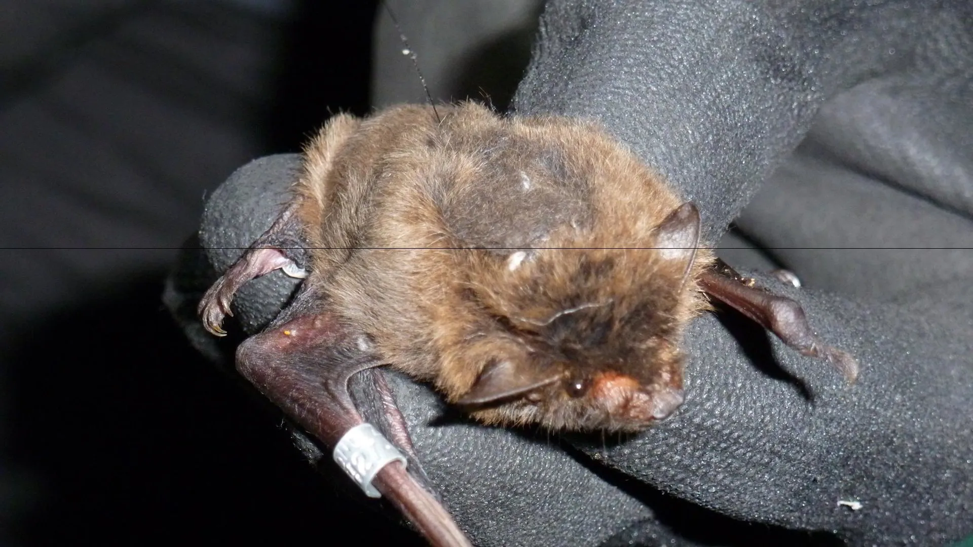 Nathusius Tracking Project Cardiff Bat Group