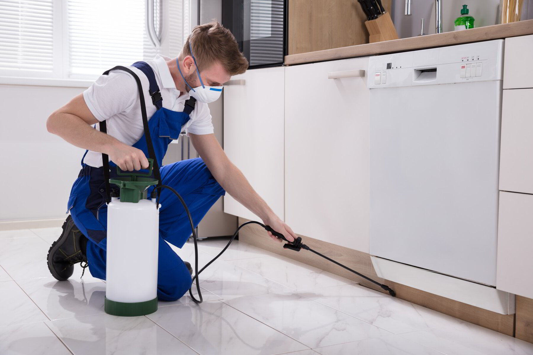 Tips and Tricks for Finding the Best Pest Control Services