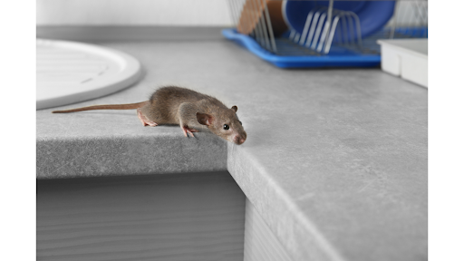 Mouse in kithcen