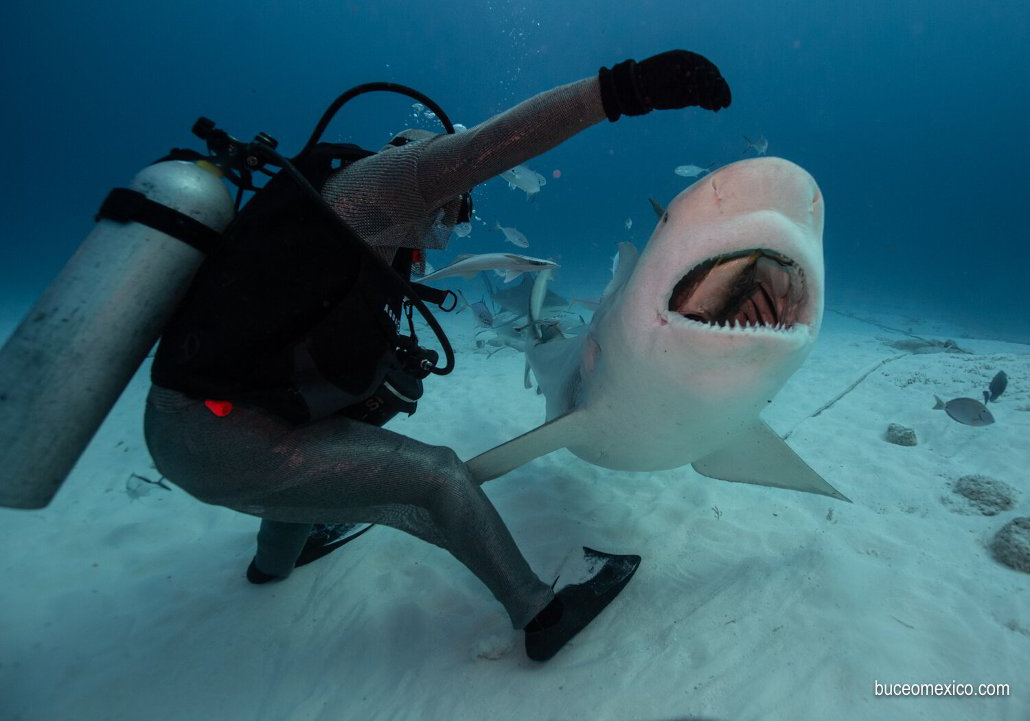 Buceo con Tiburon toro en Playa del carmen