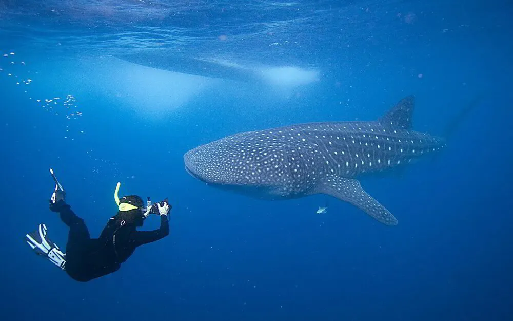 Nado con tiburon ballena en Cancun e Isla Mujeres