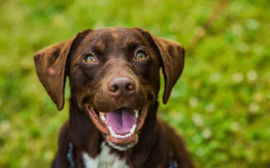 Glücklicher Hund lächelt in die Kamera