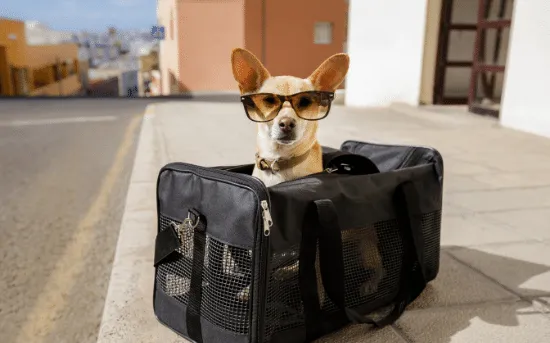 Hund mit Sonnenbrille sitzt in einer Tragetasche