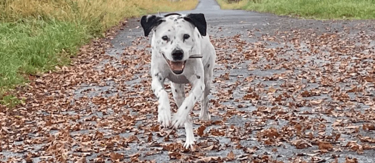Hund, der glücklich rennt