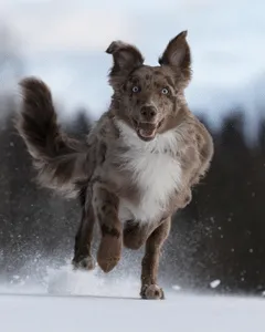 Hund rennt fröhlich über den Schnee