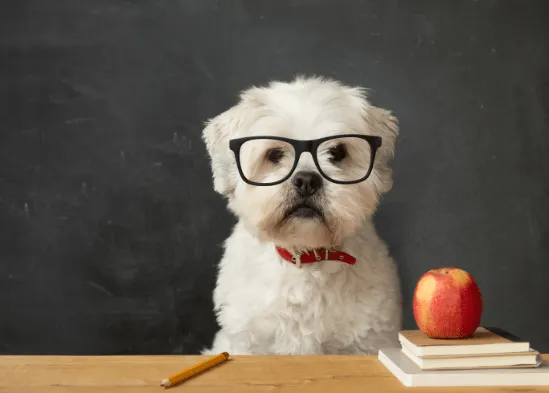 Hund mit Brille sitzt vor Tafel