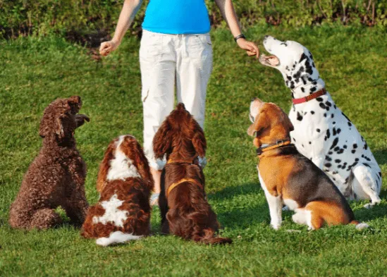 Frau trainiert mit Hunden