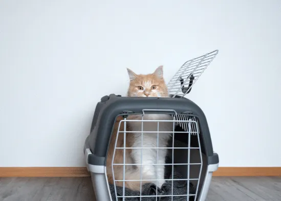 Transport von Katze