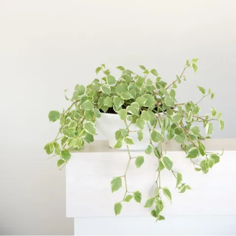 Variegated trailing houseplant in a white pot on a wooden surface against a neutral background.