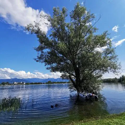 Baum steht im Wasser