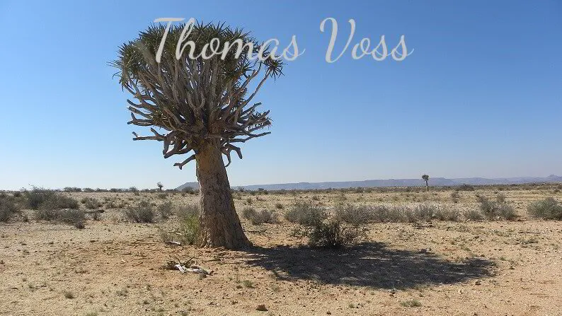 Köcherbaum in der Wüste