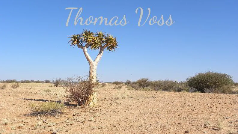 Köcherbaum in der Wüste