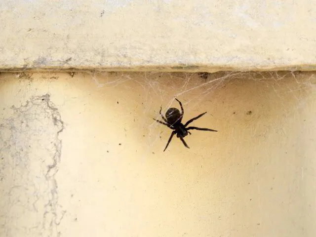 Australian Black House Spider 