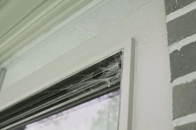 Black Spiders like to live in places like the corner of house windows