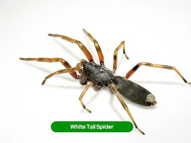 The Australian White Tail Spider, a food source of the Australian Black House Spider