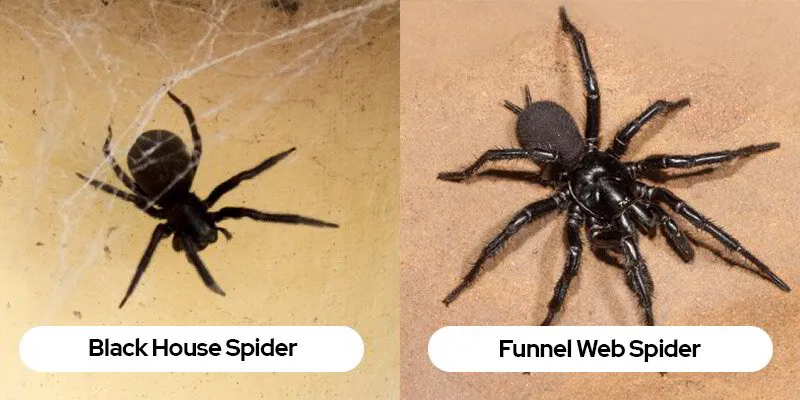 Image showing the Black House Spider and Funnel Web Spider which are sometimes confused as each other