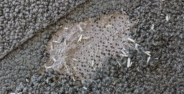 Carpet Moth Beetles Silverfish