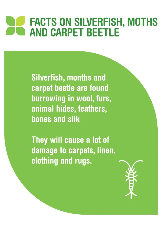 Facts on Silverfish, Moths and Carpet Beetle