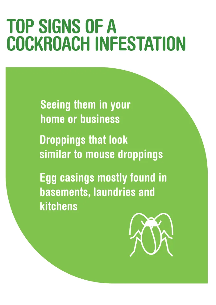Top signs of a Cockroach Infestation