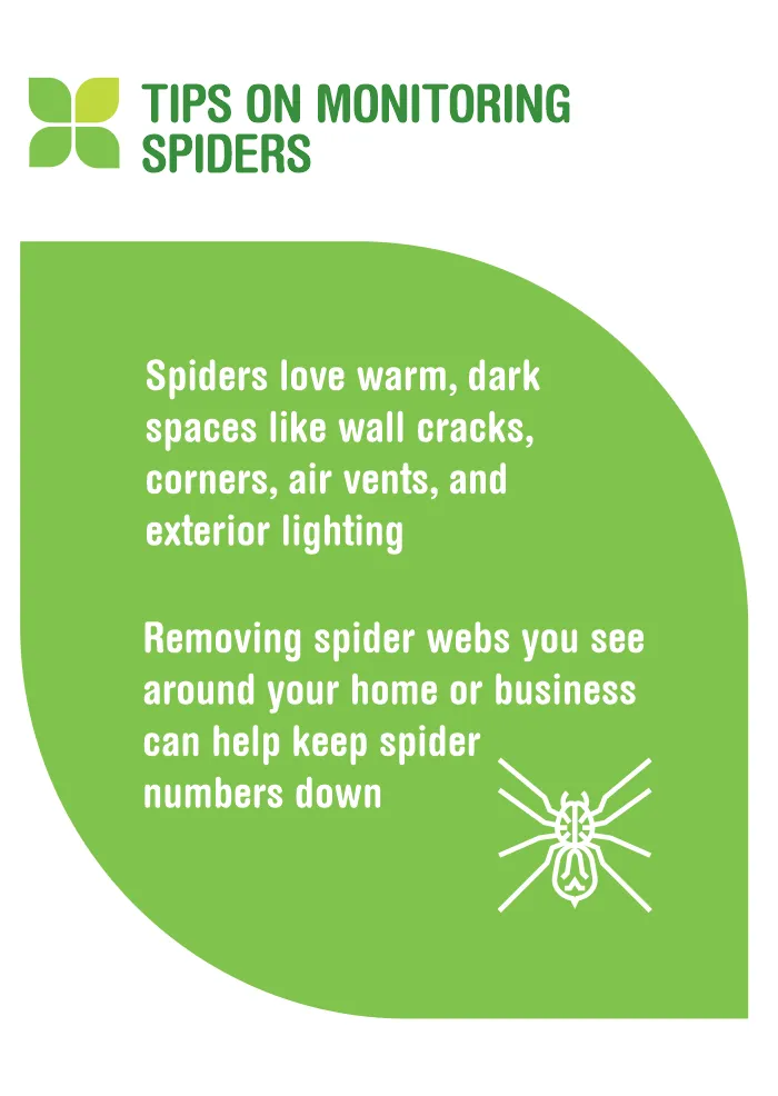 Tips on monitoring spiders in your home or business