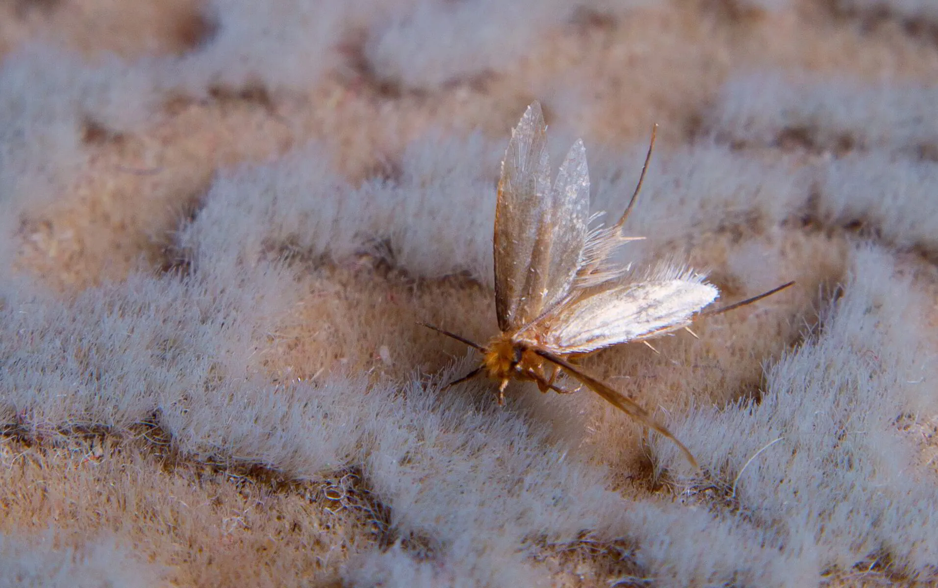 8 Steps to eliminating carpet moths in your home this summer