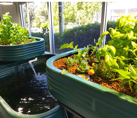 Aquaponics floating grow bed The chicest way to deck the halls sustainably this Christmas