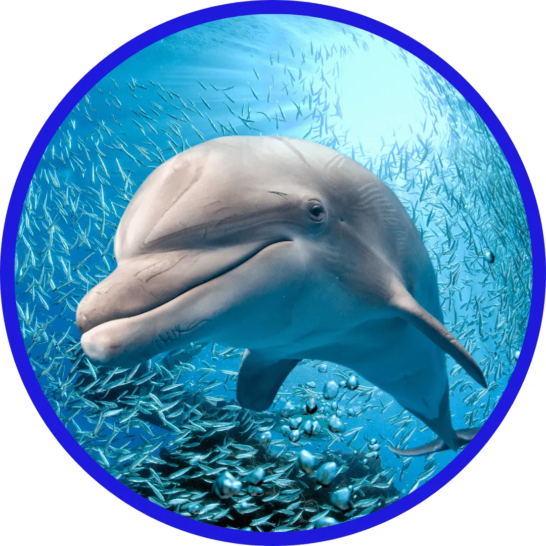 Dolfijn Reiki