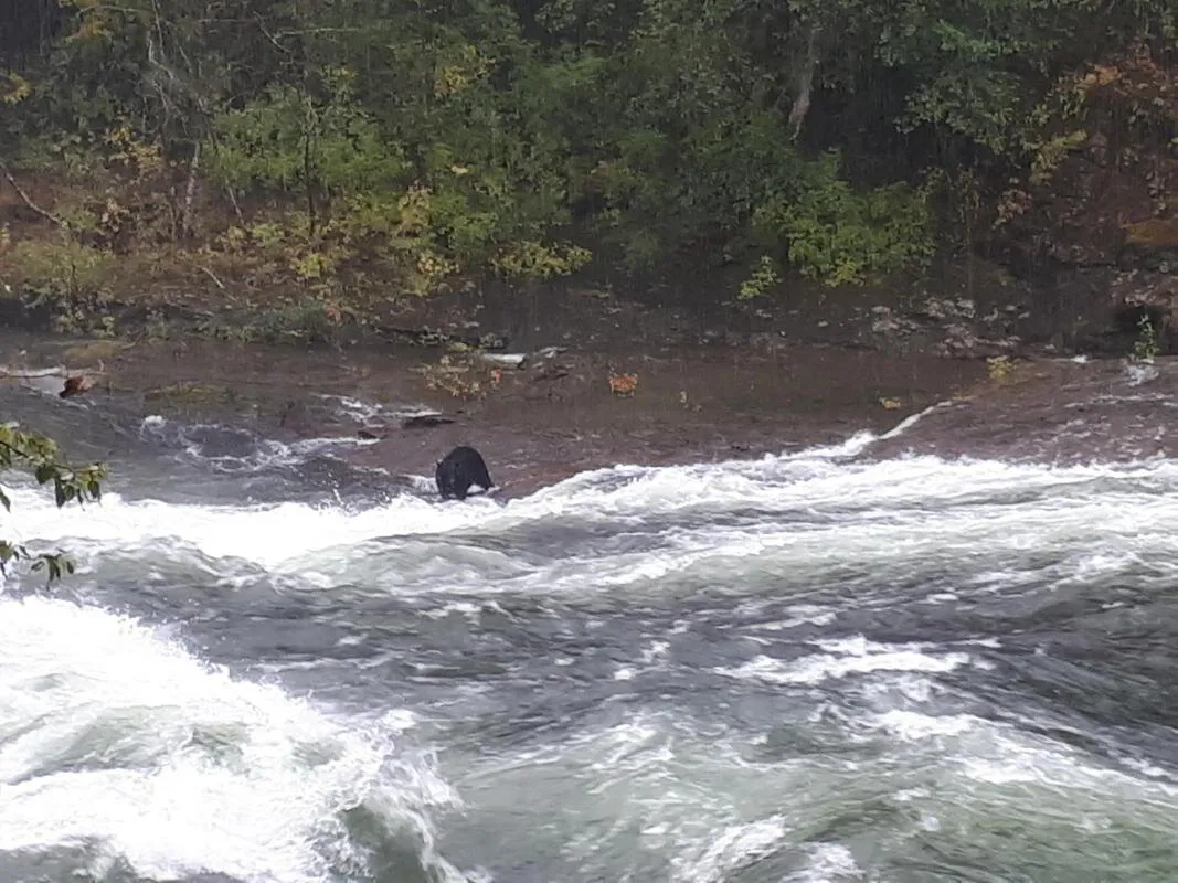 Stamp falls, Port Alberni. The end show the salmon on the salmon cam!