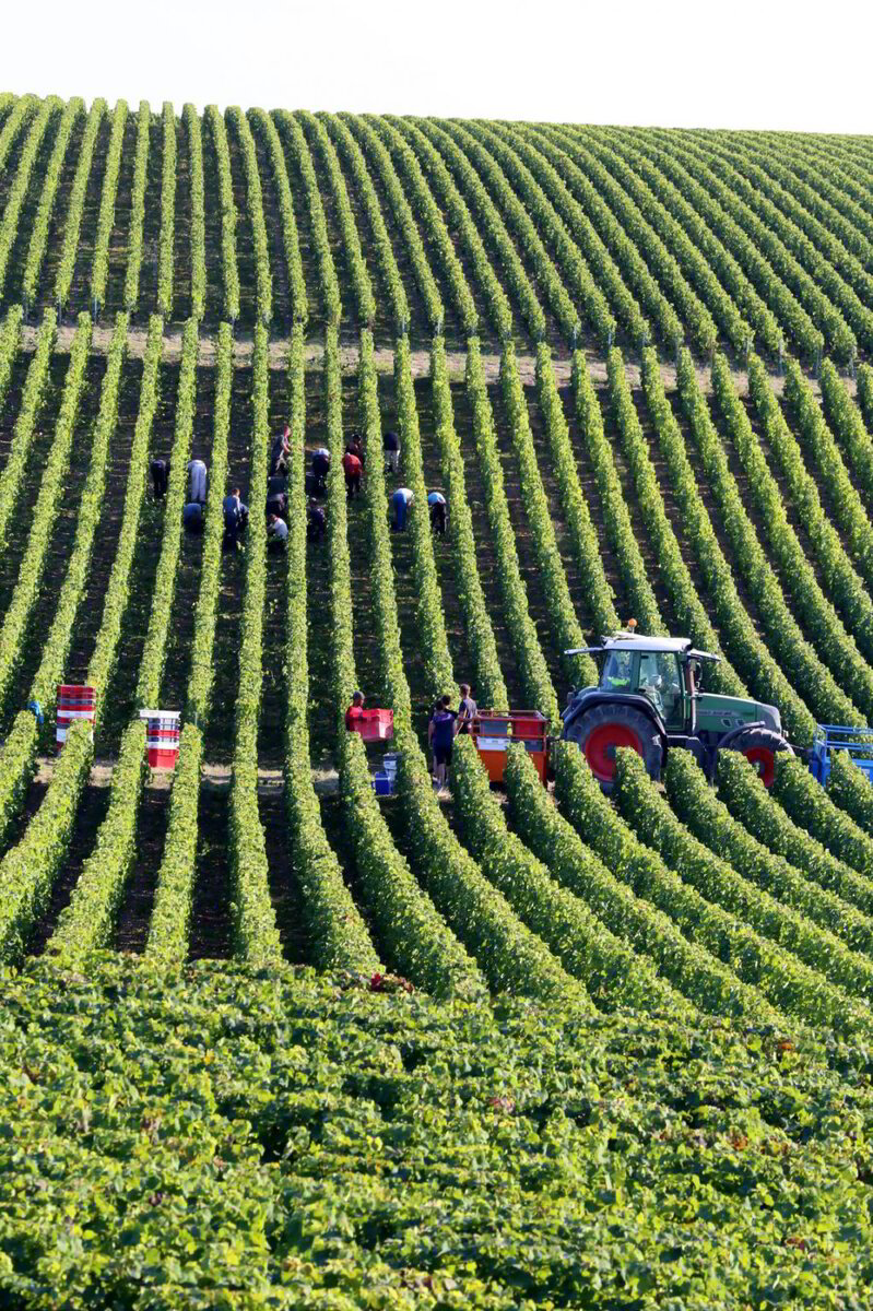 Moët Hennessy vineyards in Champagne to be herbicide-free