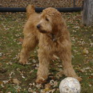 Huntingt s shops farms goldendoodles